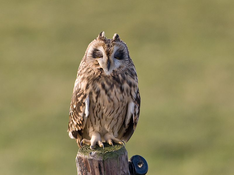 Asio flammeus Short-eard Owl Velduil